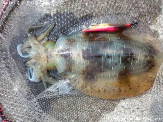 �����ꥤ��