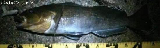 �����ʥ�