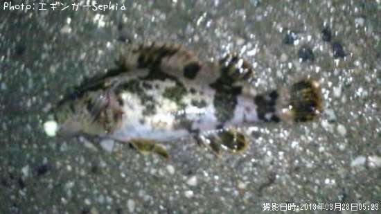 �����Υ���Х�