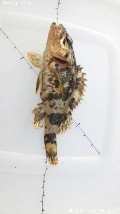 �����Υ���Х�