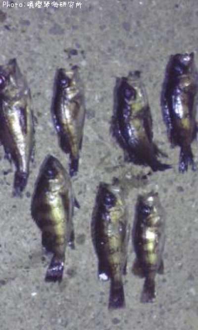 ��Х롦�����Υ�