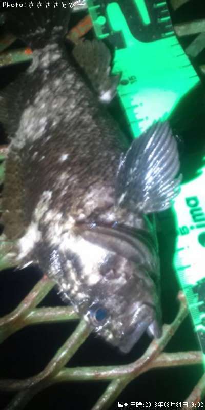 ���ץ�������Х�