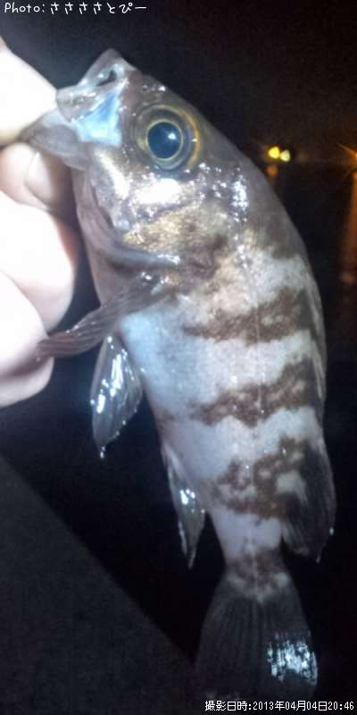 ���ꥢ��Х�