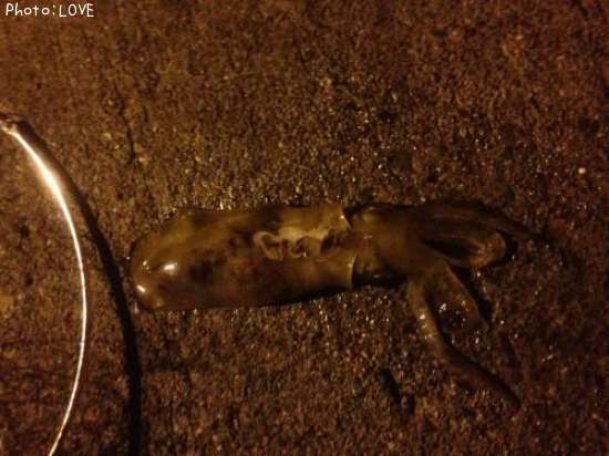 �����ꥤ��