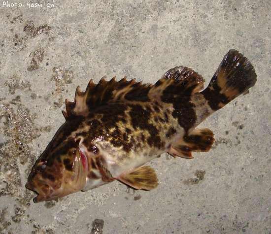 �����Υ���Х�