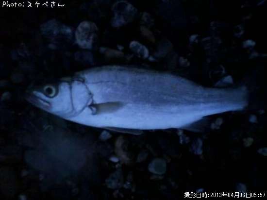 �ҥ饻����