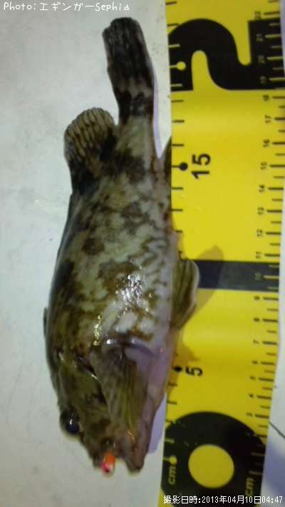 ���������ʥ������