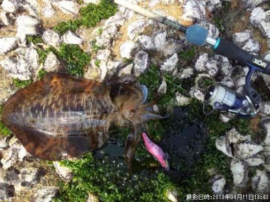 �����ꥤ��