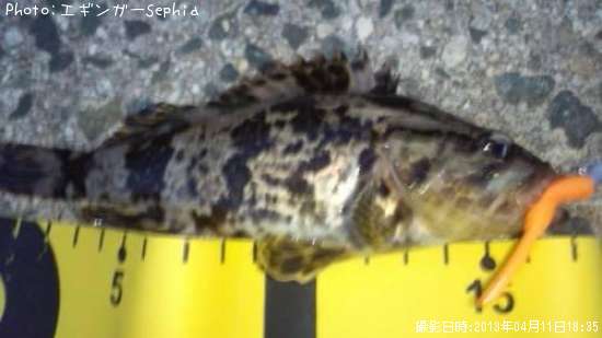 �����Υ���Х�