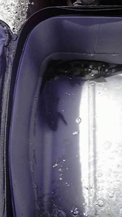 ���åѥ᥸��