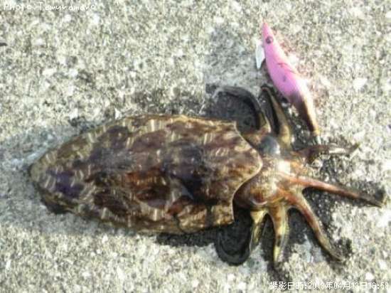 ��󥴥�����