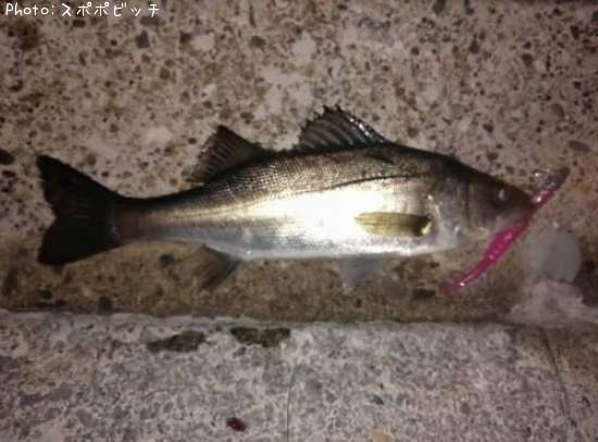 �����Х�