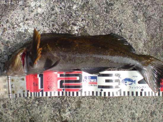 �����ʥ�