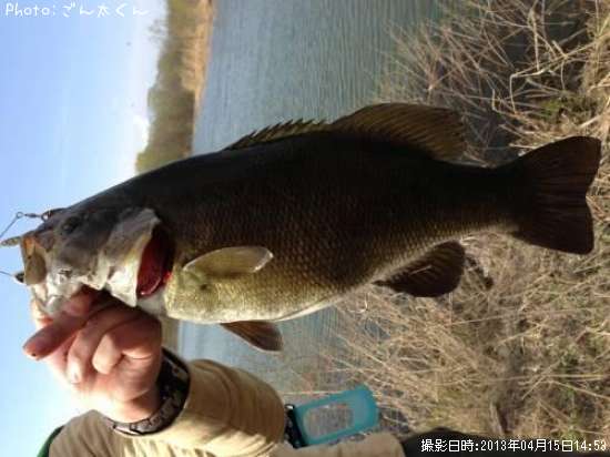 ���⡼��ޥ����Х�