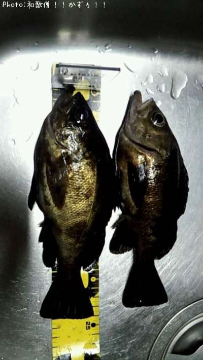 �����Υ���Х롩