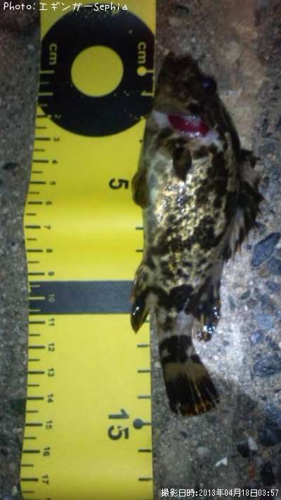 �����Υ���Х�