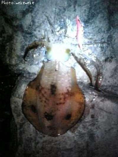 �����ꥤ��