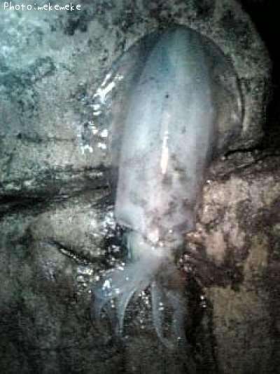 �����ꥤ��