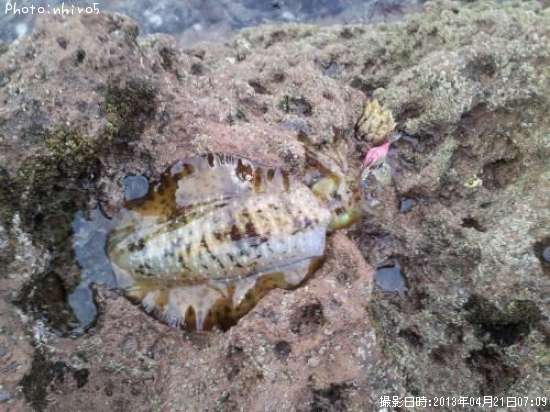 �����ꥤ��