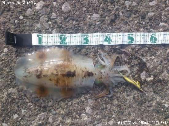 �����ꥤ��