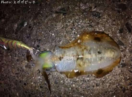 �����ꥤ��