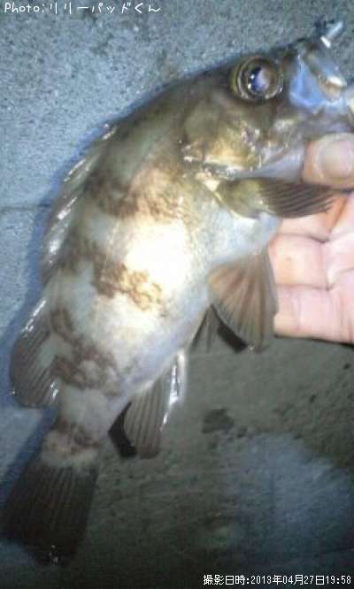 ��Х�����