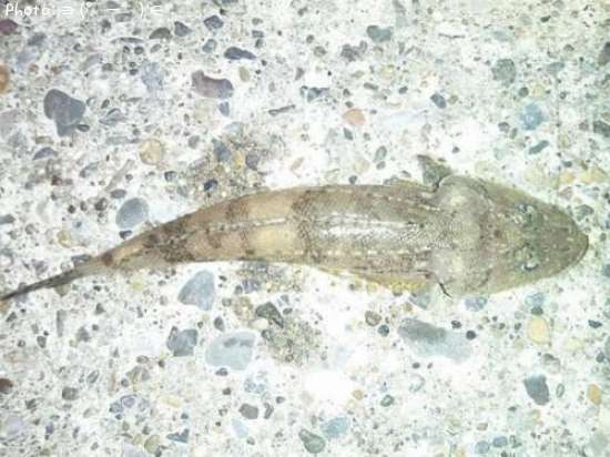 �ȥ�������