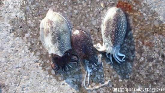 ����䥱����