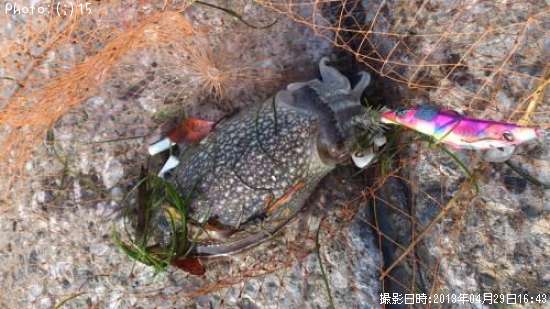 ���ꡢ�䥱��