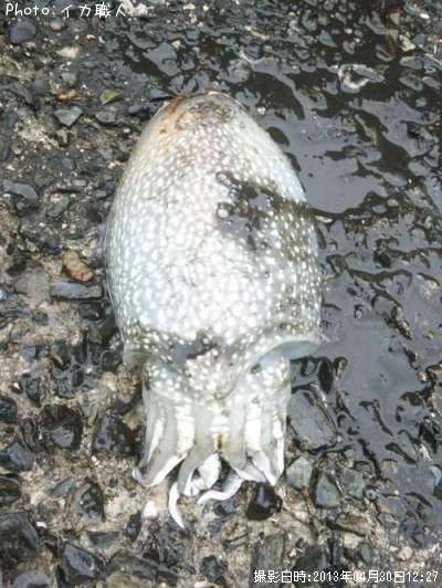 ����䥱����