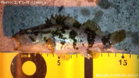 �����Υ���Х�