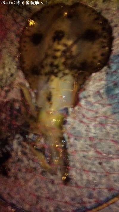 �����ꥤ��