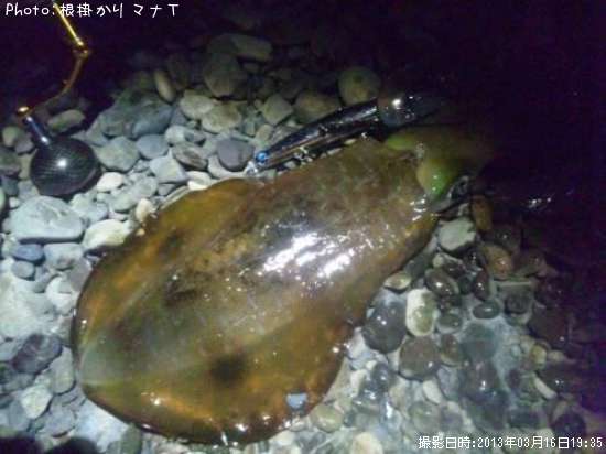 �����ꥤ��