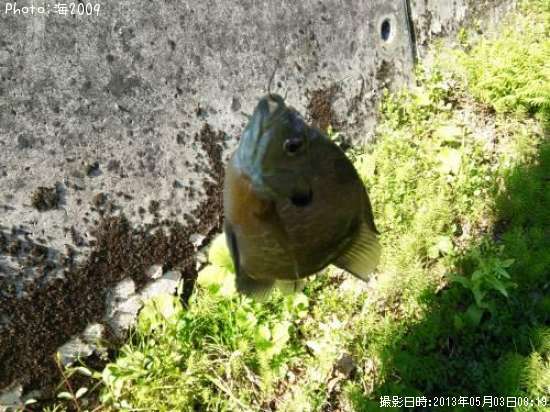 �֥롼����