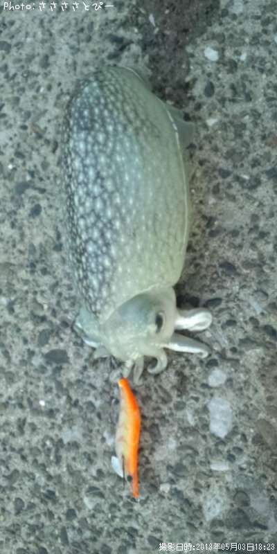 ����䥱����