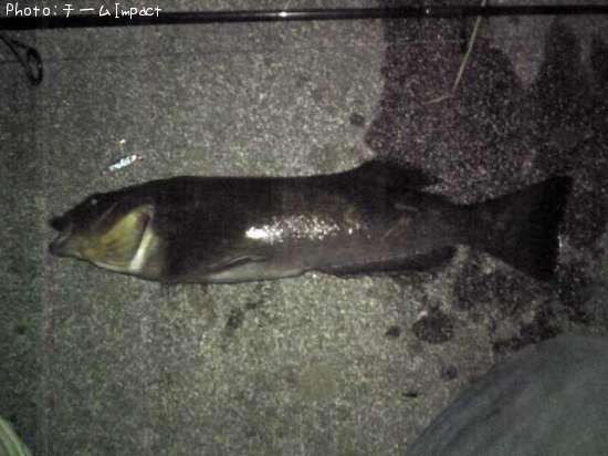 �����ʥ�