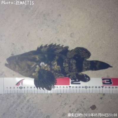 �٥å�������