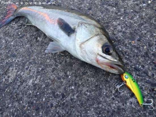 �����Х�