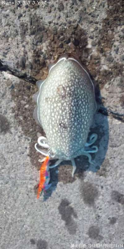 ����䥱����