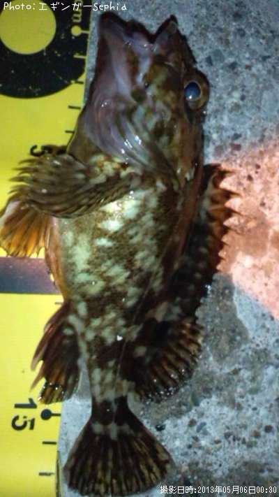 ���������ʥ������