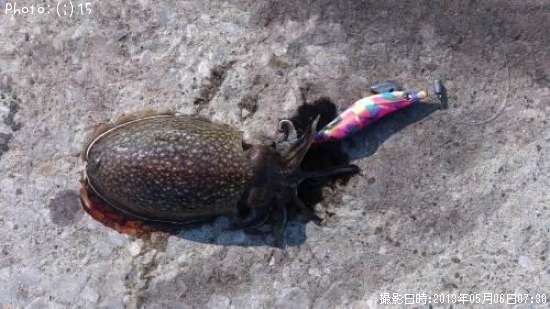 ����䥱����