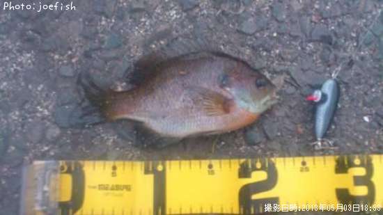 �֥롼����