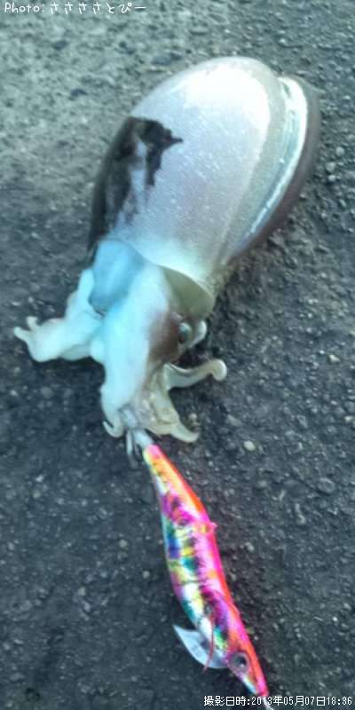 ����䥱����