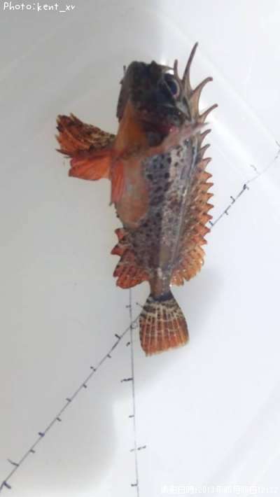 �ϥ�����