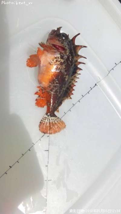 �ϥ�����