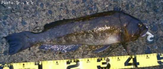 �����ʥ�