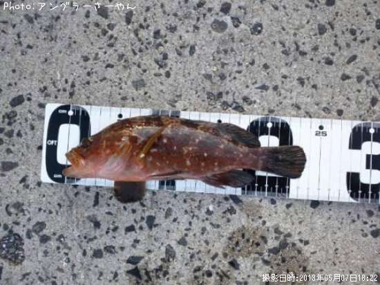 �����ϥ�