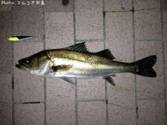 �����Х�