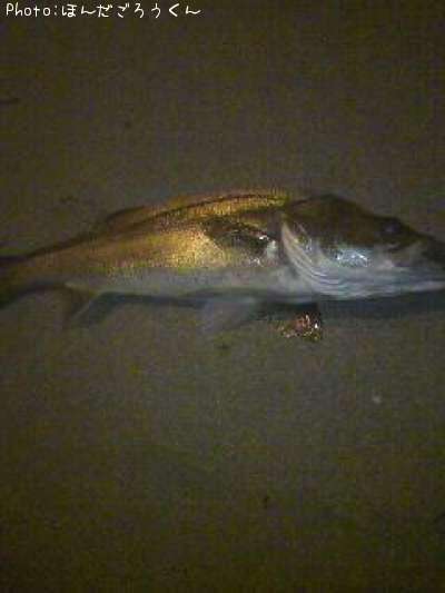 �����Х�