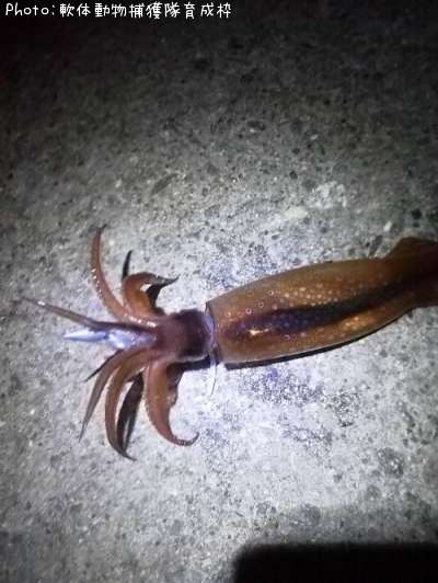 ����ᥤ��